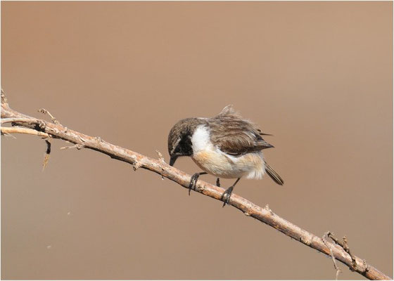 KANARENSCHMÄTZER, FUERTEVENTURA STONECHAT, SAXICOLA DACOTIAE