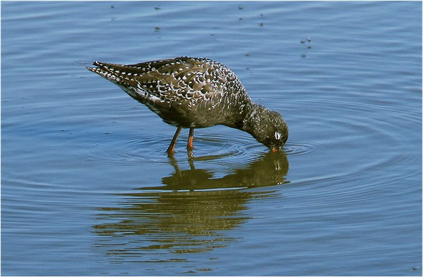 DUNKLER WASSERLÄUFER, SPOTTED REDSHANK, TRINGA ERYTHROPUS