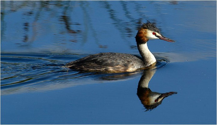 HAUBENTAUCHER, GREAT CRESTET GREBE, PODICEPS ERISTATUS