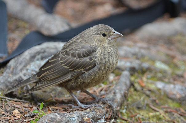 BraunkopfKuhstärling, brownheaded cowbird, molothrus ater kanada