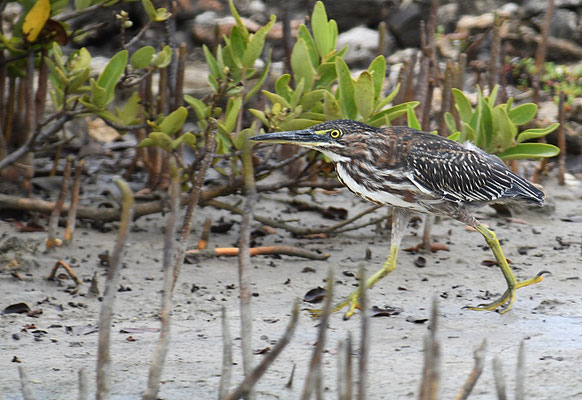 GRÜNREIHER, GREEN HERON, BUTORIDES VIRESCENS