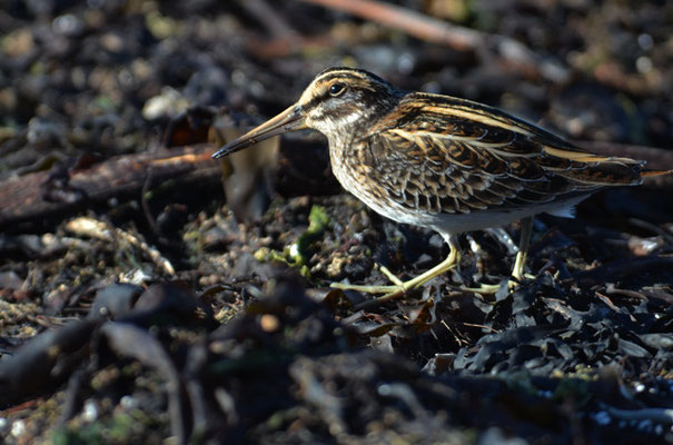ZWERGSCHNEPFE, JACK SNIPE, LYMNOCRYPTES MINIMUS