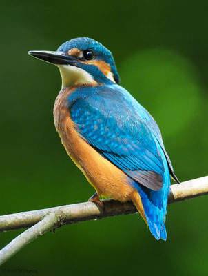 EISVOGEL, COMMON KINGFISHER, ALCEDO ATTHIS