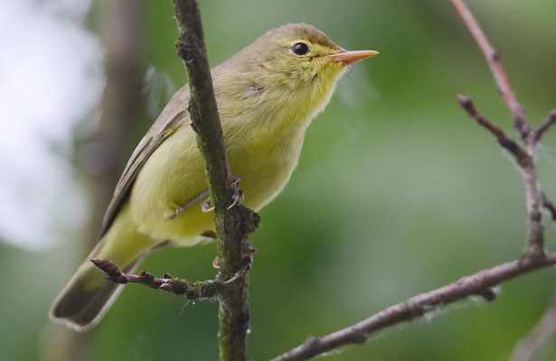 GELBSPÖTTER, ICTERINE WARBLER, HIPPOLAIS ICTERINA