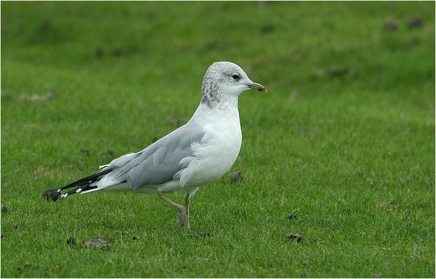 STURMMÖWE, MEW GULL (COMMON GULL), LARUS CANUS