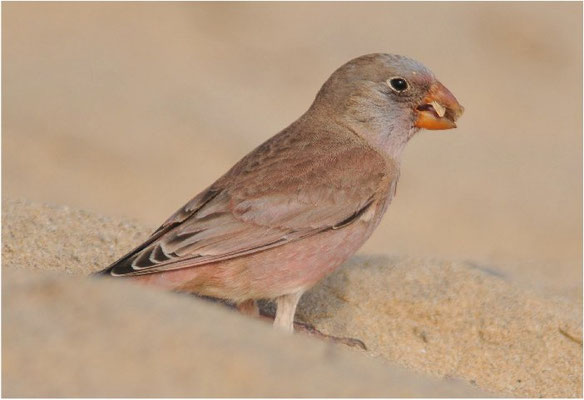 WÜSTENGIMPEL, TRUMPETER FINCH, BUCANETES GITHAGINEUS