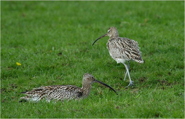BRACHVOGEL, EURASIAN CURLEW, NUMENIUS ARQUATA