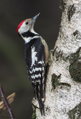MITTELSPECHT, MIDDLE-SPOTTED WOODPECKER