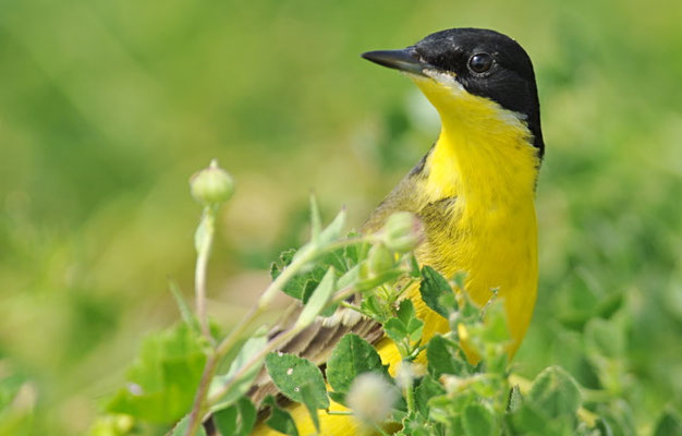 MASKENSTELZE, YELLOW WAGTAIL FELDEGG, MOTACILLA FLAVA FELDEGG