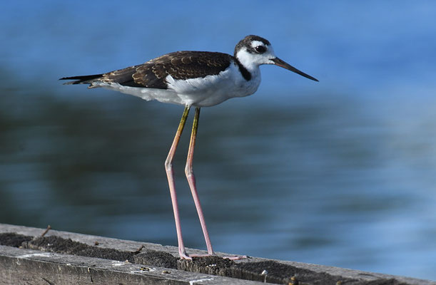 Amerikanischer Stelzenläufer, Black-necked stilt, Himantopus mexicanus