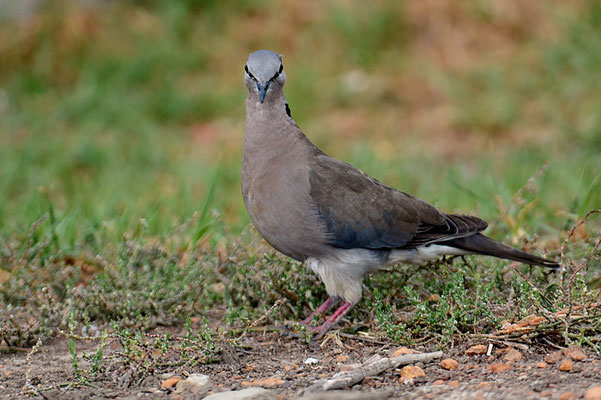 KAP-TURTELTAUBE, CAPE TURTLE DOVE, STREPTOPELIA CAPICOLA