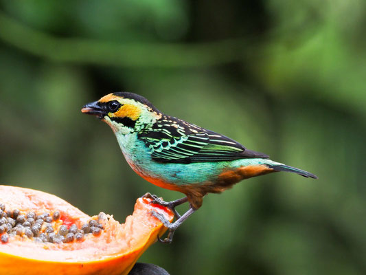 GOLDOHRTANGARE, GOLDEN-EARED TANAGER - TANGARA CHRYSOTIS