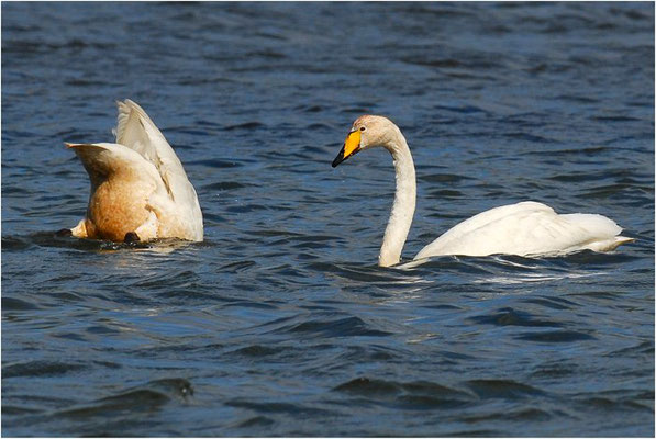 SINGSCHWAN, WHOOPER SWAN, CYGNUS CYGNUS