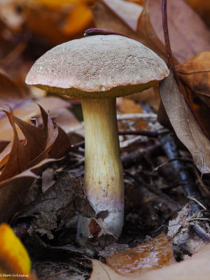 Gemeiner Rotfußröhrling  - Xerocomus chrysenteron