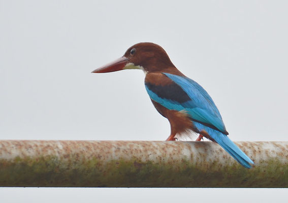 BRAUNLIEST, WHITE-THROATED KINGFISHER, HALYCON SMYRNENSIS