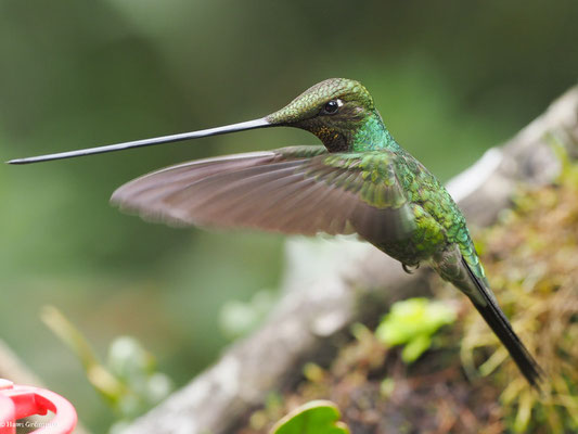 SCHWERTSCHNABELKOLIBRI, SWORD-BIILED HUMMINGBIRD - ENSIFERA ENSIFERA