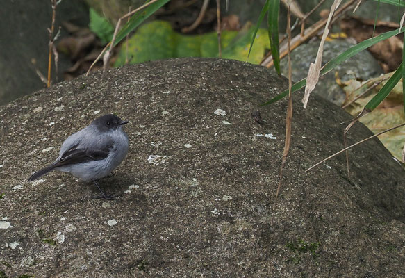 STURZBACH- KLEINTYRANN, TORRENT TYRANNULET, SERPOPHAGA CINEREA