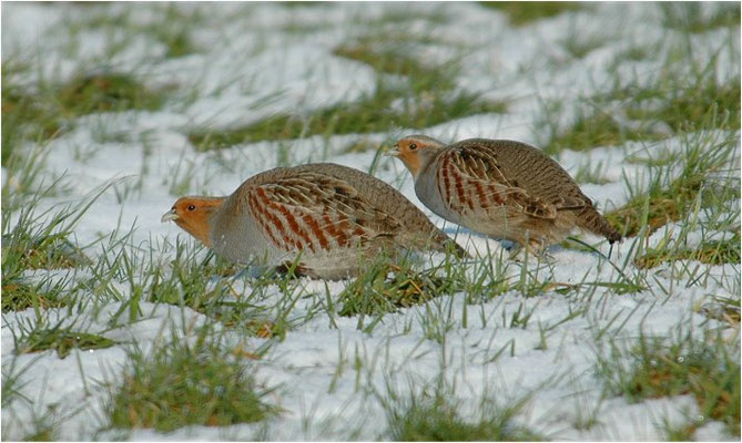 REBHUHN, GREY PARTRIDGE, PERDIX PERDIX