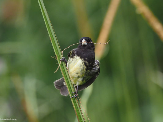 GELBBAUCHPFÄFFCHEN, YELLOW-BELLIED SEEDEATER - SPOROPHILA NIGRICOLLIS