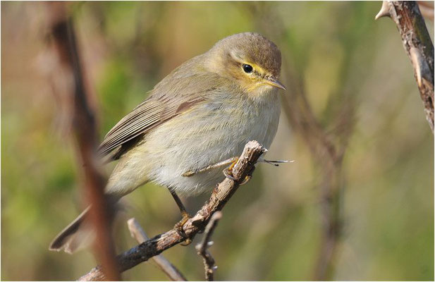 ZILPZALP, CHIFFCHAFF, PHYLLOSCOPUS COLLYBITA