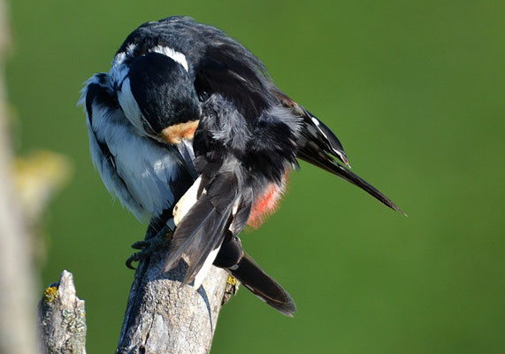 BUNTSPECHT, GREAT SPOTTED WOODPECKER, DENDROCOPOS MAJOR