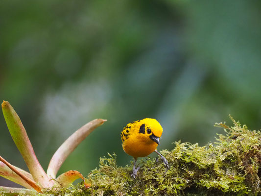 GOLDTANGARE, GOLDEN TANAGER - TANGARA ARTHUS