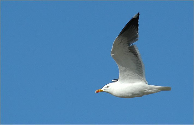 HERINGSMÖWE, LESSER BLACK-BACKED GULL, LARUS FUSCUS