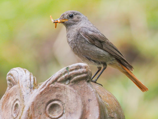 Hausrotschwanz, black redstart, phoenicurus ochruros
