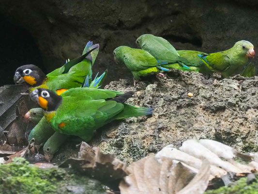 Goldwangenpapagei, Orange-cheeked parrot - Pyrilla barrabandi