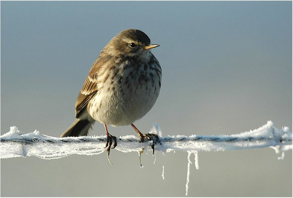 STRANDPIEPER, ROCK PIPIT,  ANTHUS PETROSUS