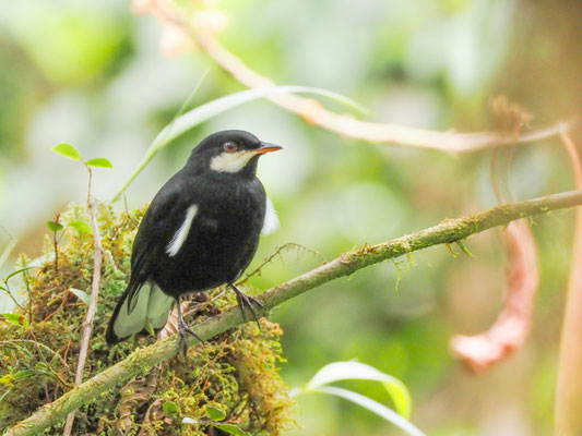 Schwarzklarino, Black Solitaire - Entomodestes coracinus