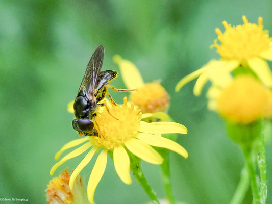 GRÖSSERE ERZSCHWEBFLIEGE, CHEILOSIA BERGENSTAMM