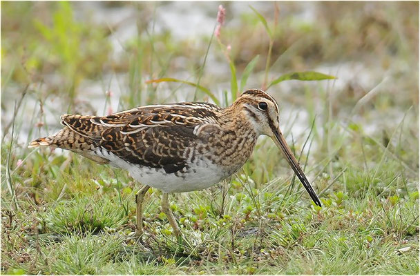BEKASSINE, COMMON SNIPE, GALLINAGO GALLINAGO