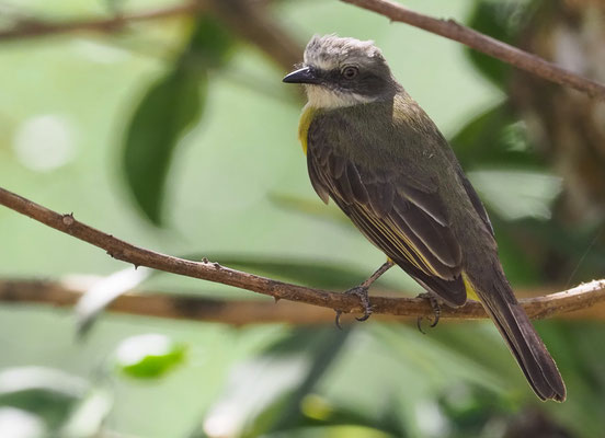 GRAUSCHEITELTYRANN, GRAY-CAPPED FLYCATCHER, MYIOZETETES GRANADENSIS