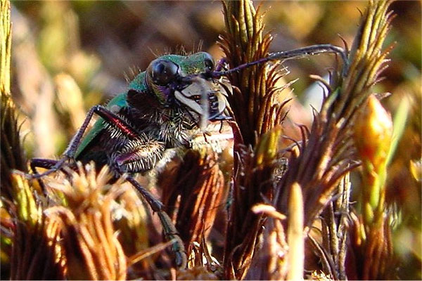 Feld-Sandlaufkäfer: Erkennbar sind die mit „Zähnen“ besetzten Mandibeln