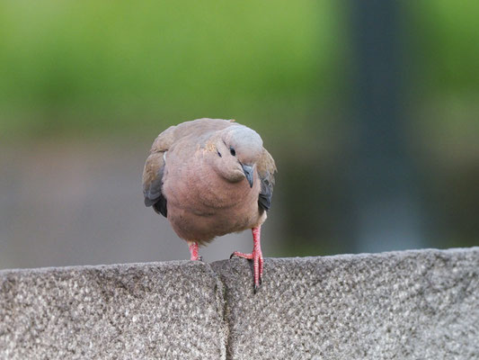 OHRFLECKTAUBE, EARED DOVE - ZENAIDA AURICULATA