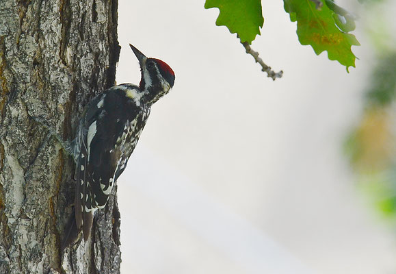 GELBBAUCH-SAFTLECKER, YELLOW-BELLIED SAPSUCKER, SPHYRAPICUS NUCHALIS