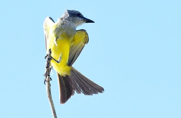TRAUERTYRANN, TROPICAL KINGBIRD, TYRANNUS MELANCHOLICUS