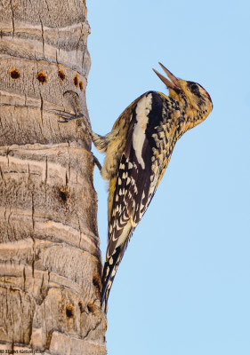 Dazu hackt der Vogel rund um einen Stamm oder auf der Oberseite eines Astes Löcher.