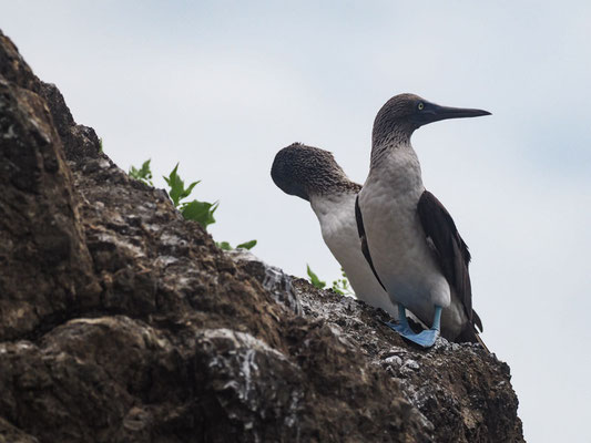 BLAUFUSSTÖLPEL, BLUE-FOOTED BOOBY - SULA NEBOUXII