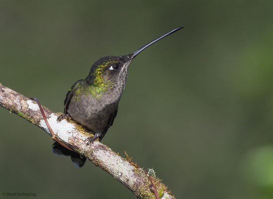 TALAMANCA-KOLIBRI, ADMIRABLE HUMMINGBIRD, EUGENES SPECTABILIS