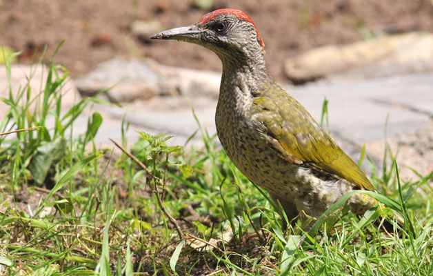 GRÜNSPECHT, GREEN WOODPECKER, PICUS VIRIDIS