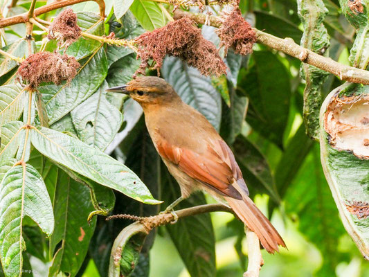 Ockerstirn-Blattspäher, Buff-fronted Foliage-gleaner - Philydor rufum