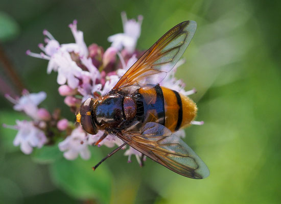 GEBÄNDERTE WALDSCHWEBFLIEGE, VOLUCELLA INANIS