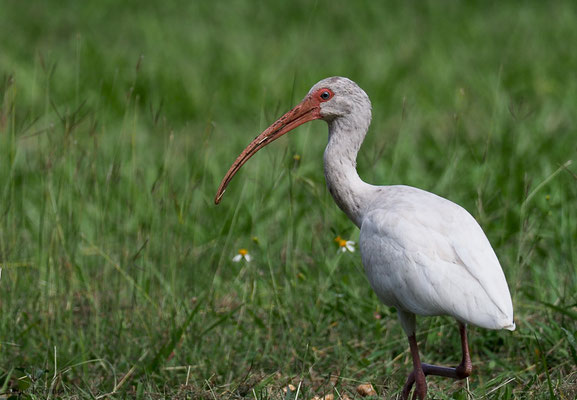 WEISSER SICHLLER, WHITE IBIS, EUDOCIMUS ALBUS