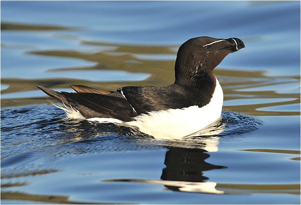 TORDALK, RAZORBILL, ALCO TORDA