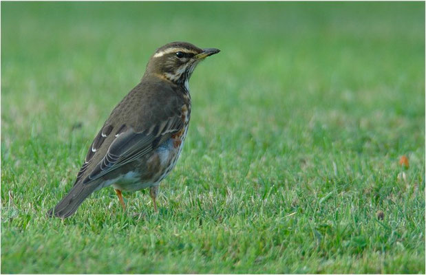 ROTDROSSEL, REDWING, TURDUS ILIACUS