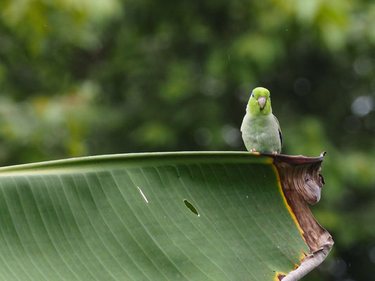 BLAUGENICK-SPERLINGSPAPAGEI, PACIFIC PARROTLET - FORPUS COELESTIS