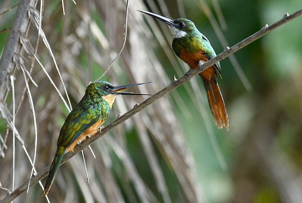 ROTSCHWANZGLANZVOGEL (JACAMAR), RUFOUS-TAILED JACAMAR, GALBULA RUFICAUDA
