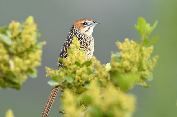 KAP-GRASSÄNGER, CAPE GRASSBIRD, SPHENOEACUS AFER